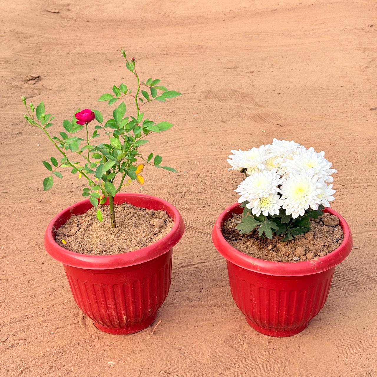 Set of 2 - Rose Red & Chrysanthemum / Guldawari (Any Colour) in 8 Inch Terracotta Red Olive Plastic Pot
