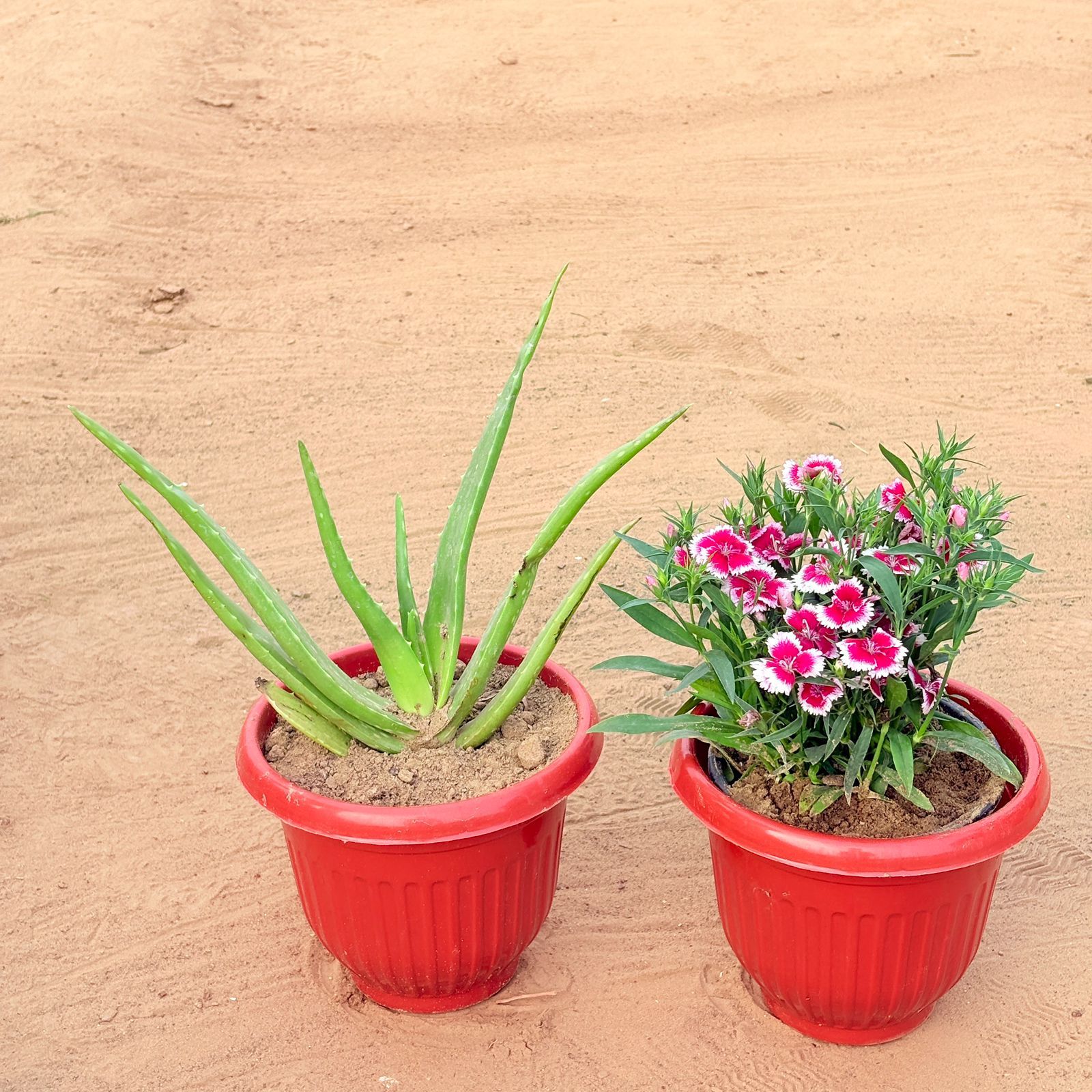 Set of 2 - Aloe Vera & Dianthus (any colour) in 8 Inch Terracotta Red Olive Plastic Pot