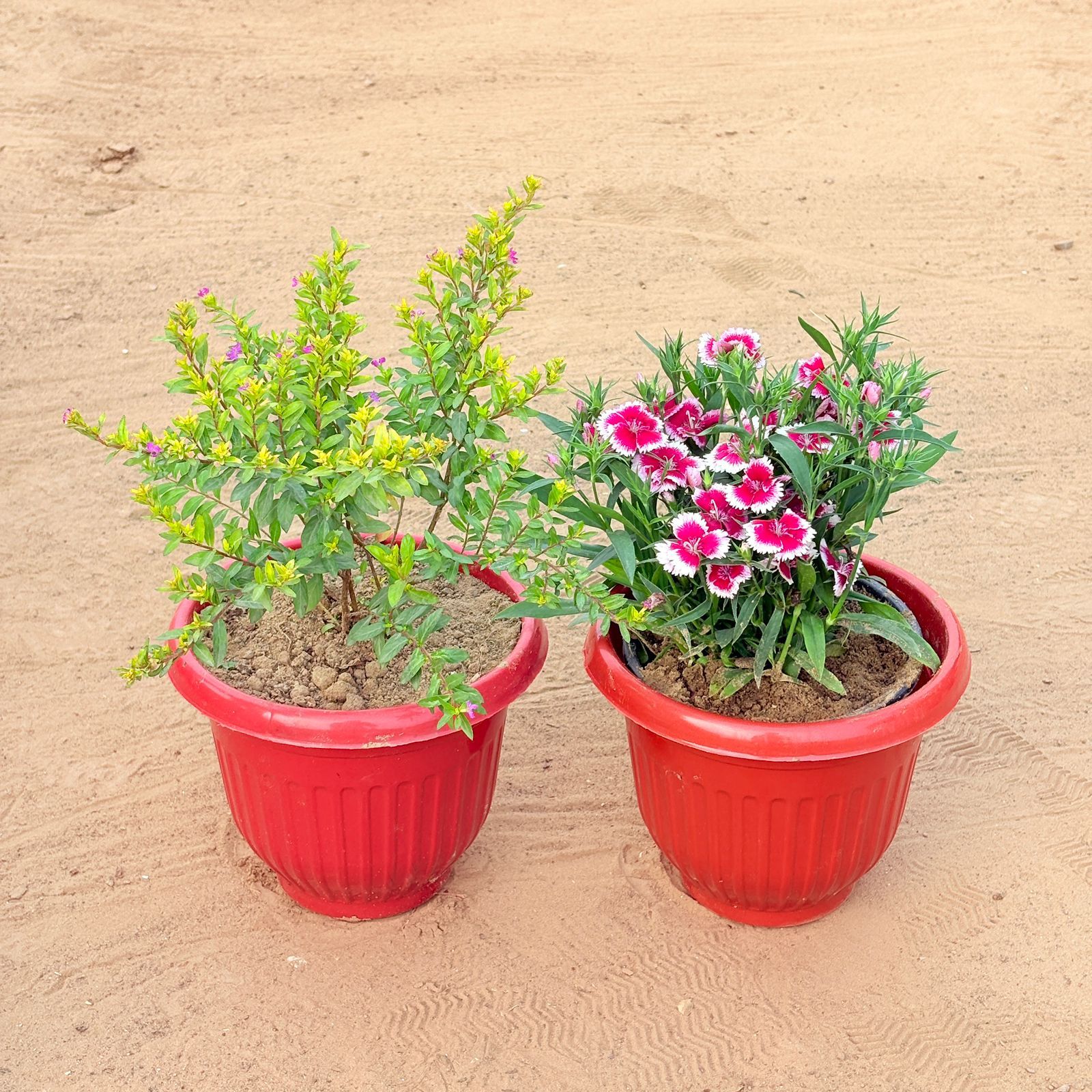 Set of 2 - Cuphea / False Heather Pink & Dianthus (any colour) in 8 Inch Terracotta Red Olive Plastic Pot