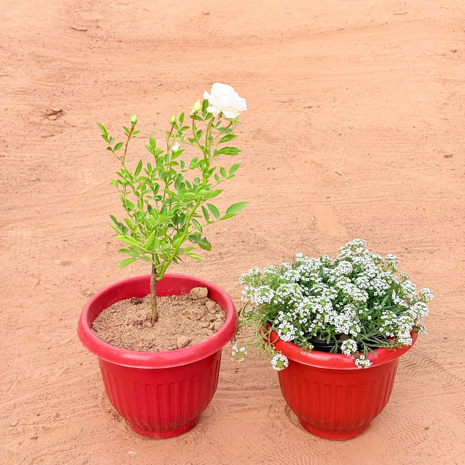 Set of 2 - Rose White & Alyssum White in 8 Inch Terracotta Red Olive Plastic Pot