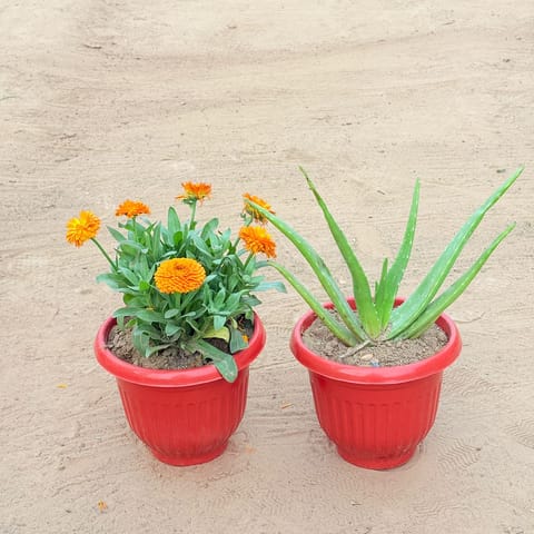 Set of 2 - Calendula Orange & Aloe Vera in 8 Inch Terracotta Red Olive Plastic Pot