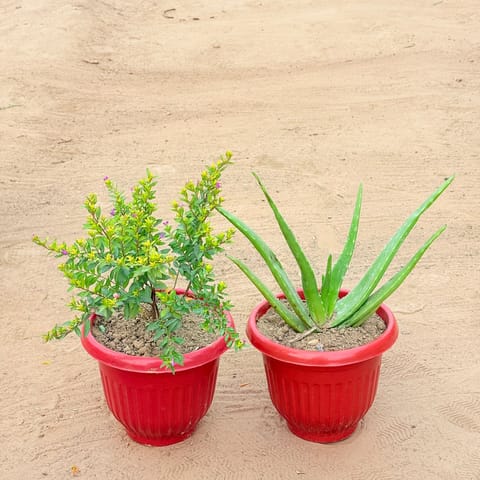 Set of 2 - Cuphea / False Heather Pink & Aloe Vera in 8 Inch Terracotta Red Olive Plastic Pot