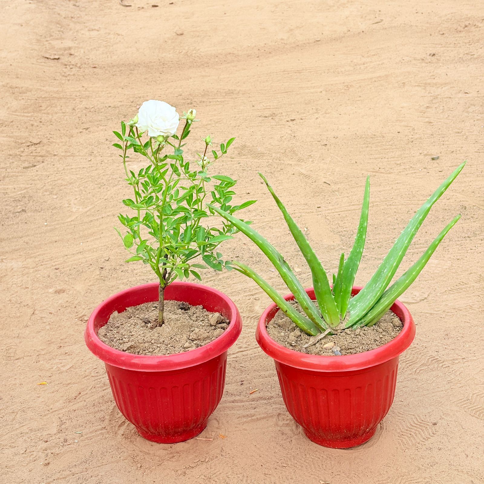 Set of 2 - Rose White & Aloe Vera in 8 Inch Terracotta Red Olive Plastic Pot