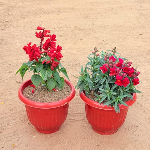 Set of 2 - Salvia Red & Antirrhinum Majus / Dog Flower (any colour) in 8 Inch Terracotta Red Olive Plastic Pot