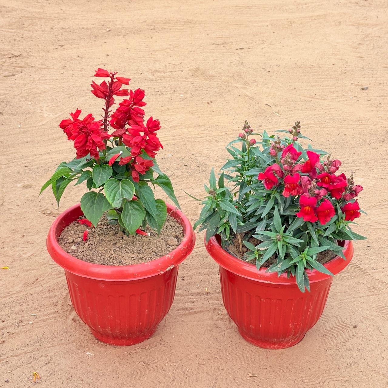 Set of 2 - Salvia Red & Antirrhinum Majus / Dog Flower (any colour) in 8 Inch Terracotta Red Olive Plastic Pot
