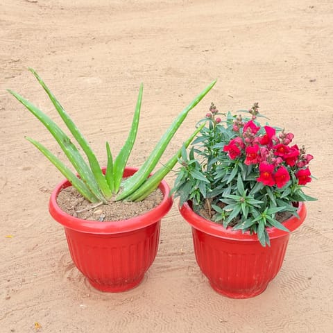 Set of 2 - Aloe Vera & Antirrhinum Majus / Dog Flower (any colour) in 8 Inch Terracotta Red Olive Plastic Pot