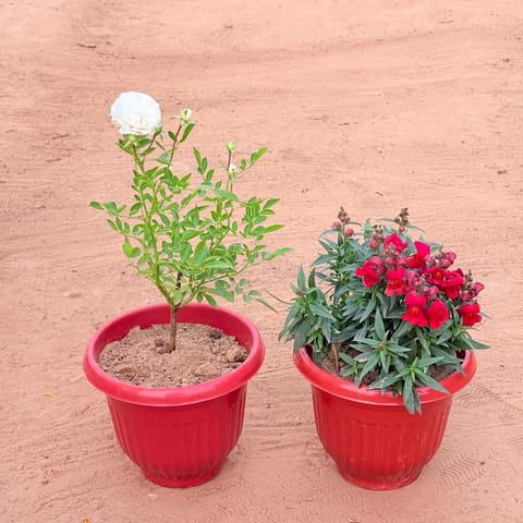 Set of 2 - Rose White & Antirrhinum Majus / Dog Flower (any colour) in 8 Inch Terracotta Red Olive Plastic Pot