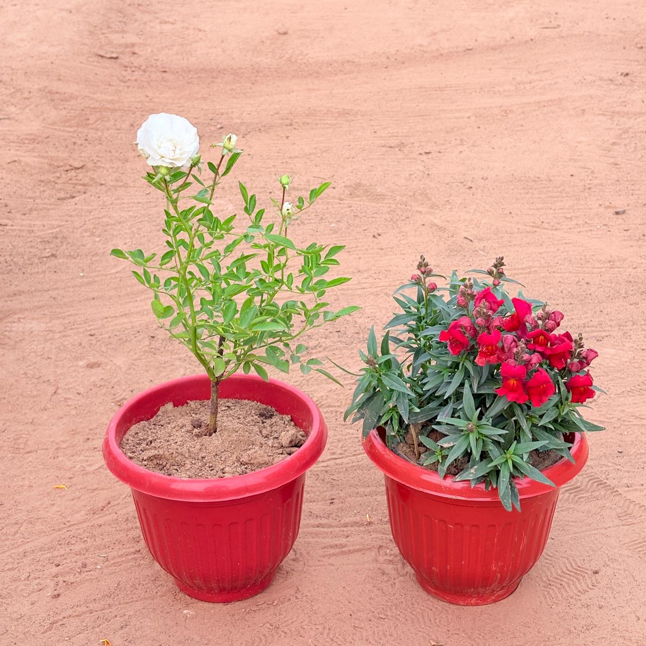 Set of 2 - Rose White & Antirrhinum Majus / Dog Flower (any colour) in 8 Inch Terracotta Red Olive Plastic Pot