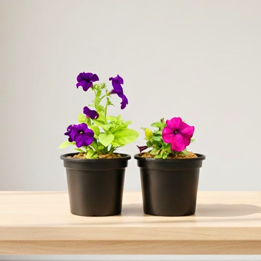 Winter Bloom - Set of 2 - Petunia (Any Colour) in 6 Inch Nursery Pot