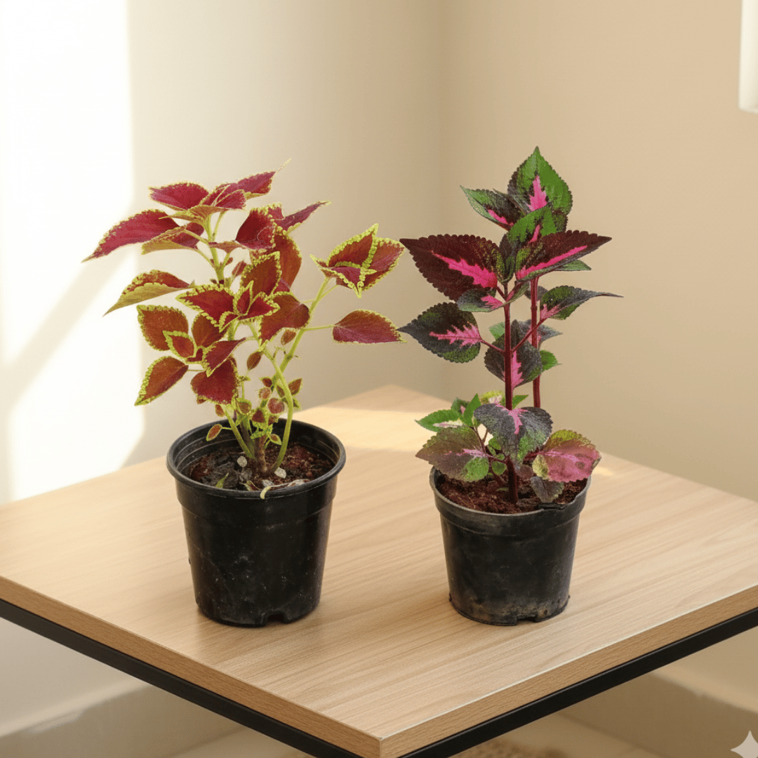 Set of 2 - Coleus (any colour & design) in 4 Inch Nursery Pot