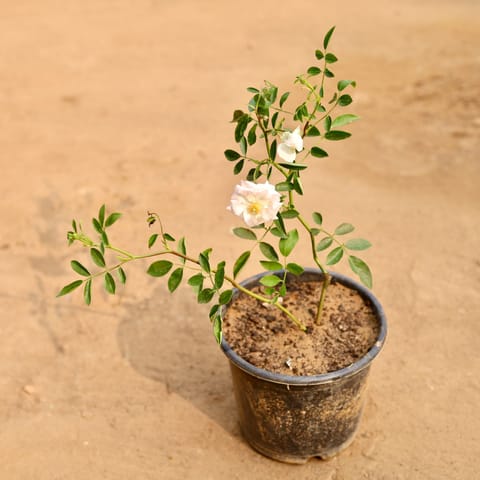 Rose / Gulab (any colour) in 6 Inch Nursery Pot
