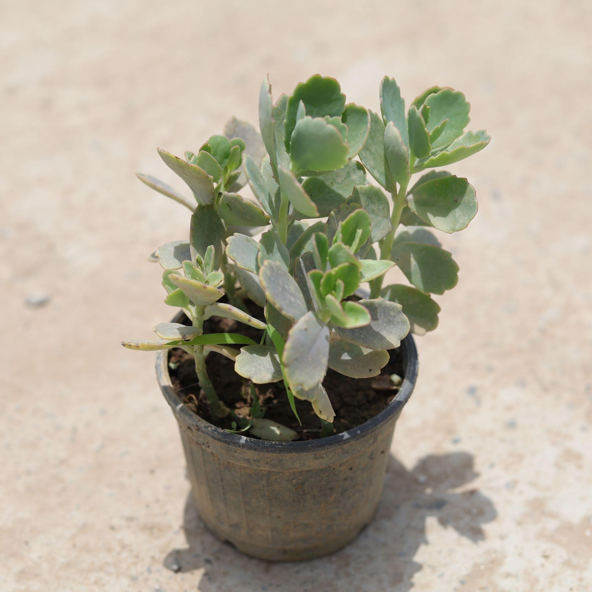 Kalanchoe Succulent (any colour) in 6 Inch Nursery Pot