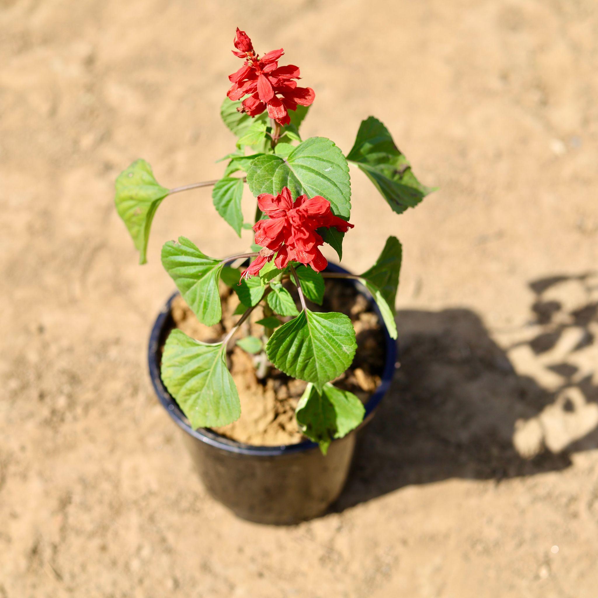 Salvia Red in 6 inch Nursery Pot