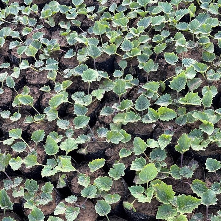 Set of 5 - Cineraria (Any Colour)  in 4 Inch Nursery Bag