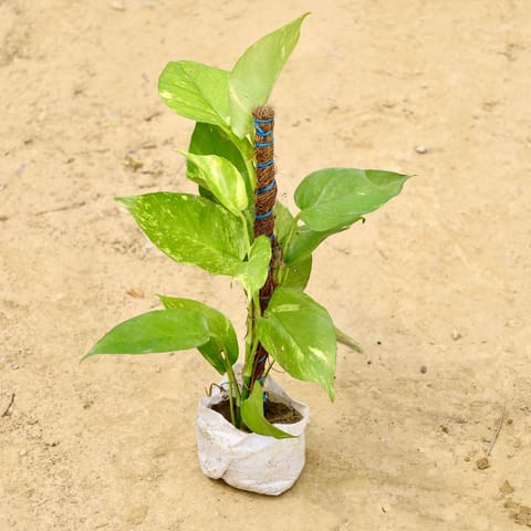 Money Plant with 1 Ft Moss Stick in 4 Inch Nursery Bag