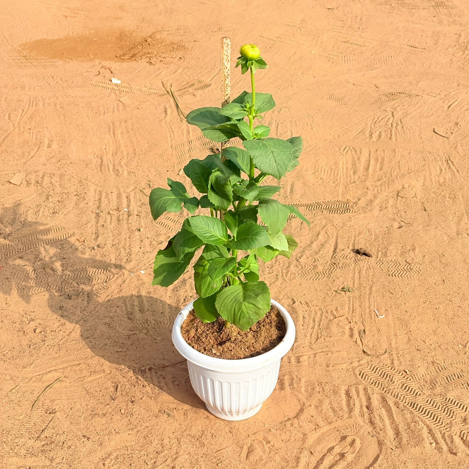 Dahlia (Any Colour) in 8 Inch White Olive Plastic Pot