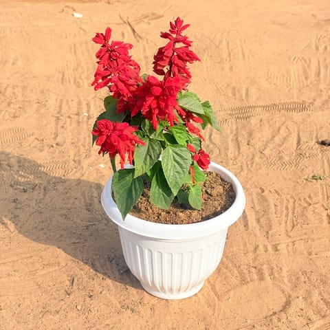 Salvia Red in 8 Inch White Olive Plastic Pot