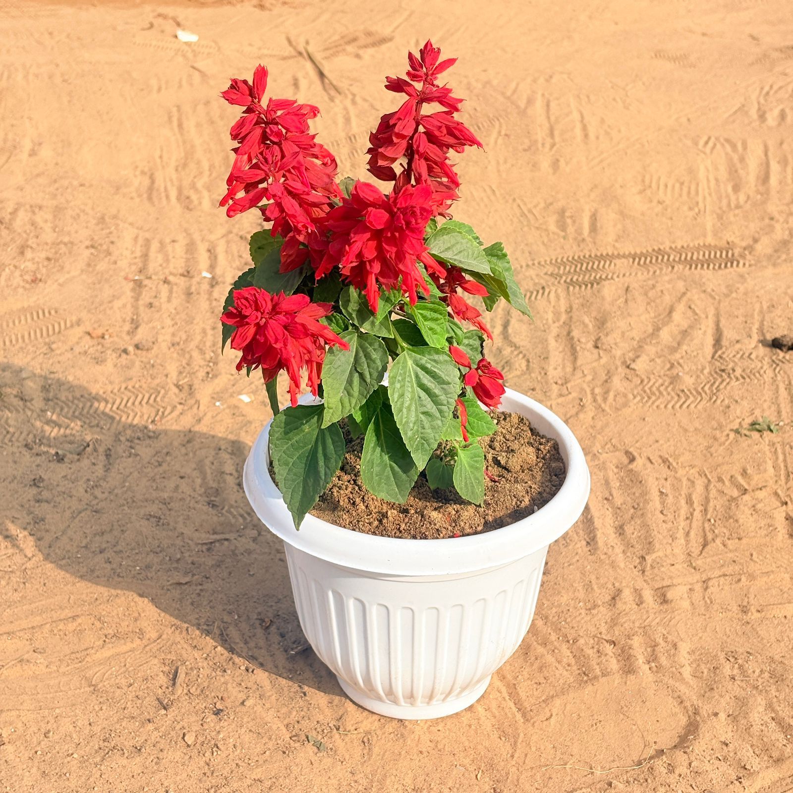 Salvia Red in 8 Inch White Olive Plastic Pot