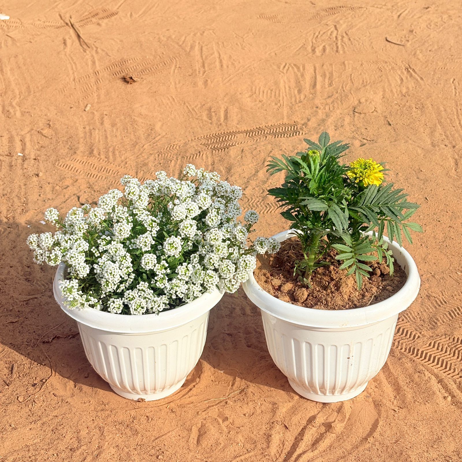 Set of 2 - Alyssum White & Marigold (any colour) in 8 Inch White Olive Plastic Pot