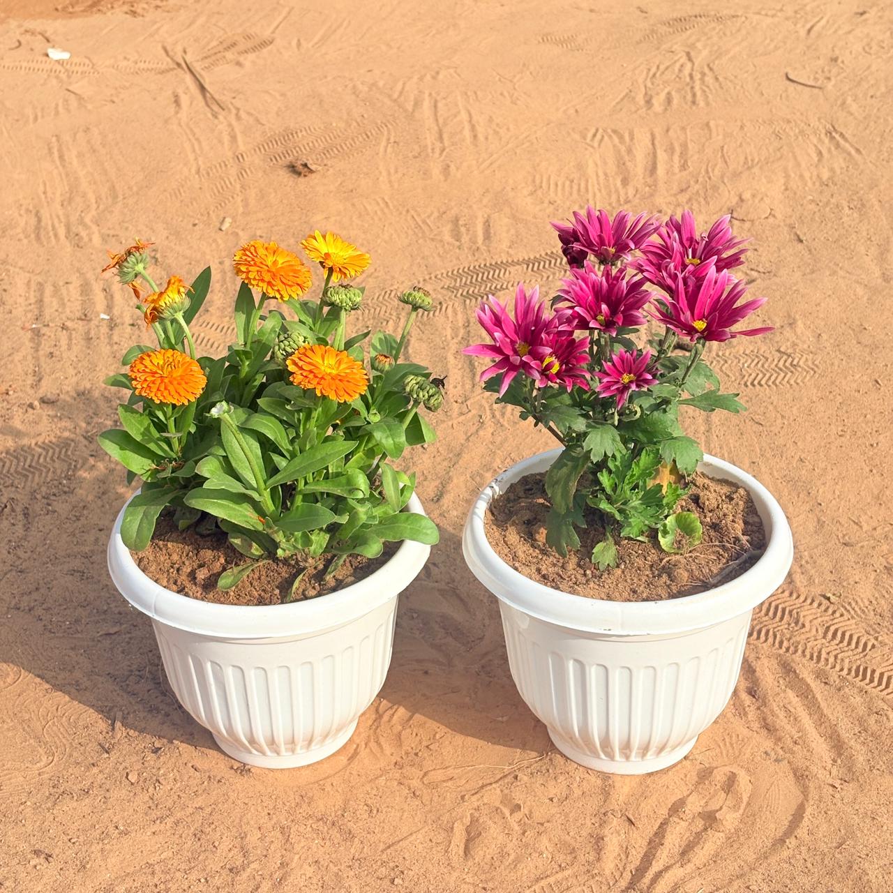 Set of 2 - Calendula&nbsp;Orange & Chrysanthemum / Guldawari (any colour) in 8 Inch White Olive Plastic Pot