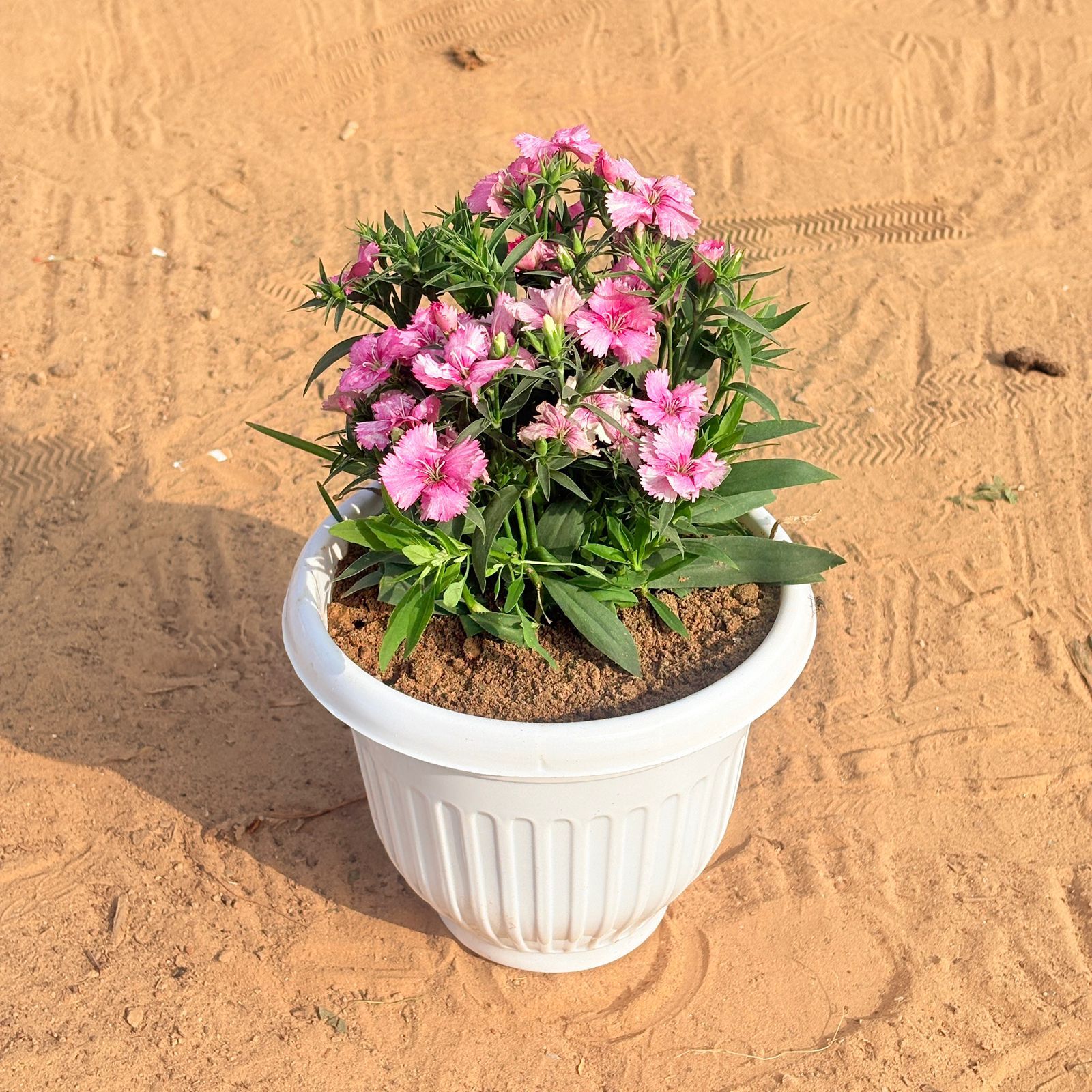 Dianthus (any colour) in 8 Inch White Olive Plastic Pot