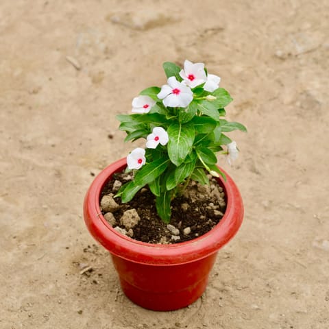 Vinca / Periwinkle / Sadabahar (Any Colour) in 8 Inch Terracotta Red Classy Plastic Pot