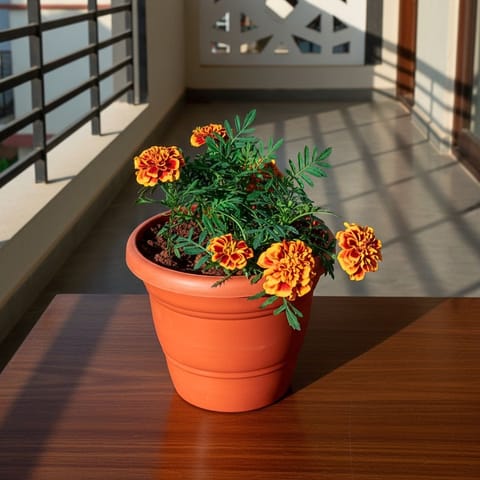 Marigold / Genda (any colour) in 12 Inch Terracotta Red Classy Plastic Pot
