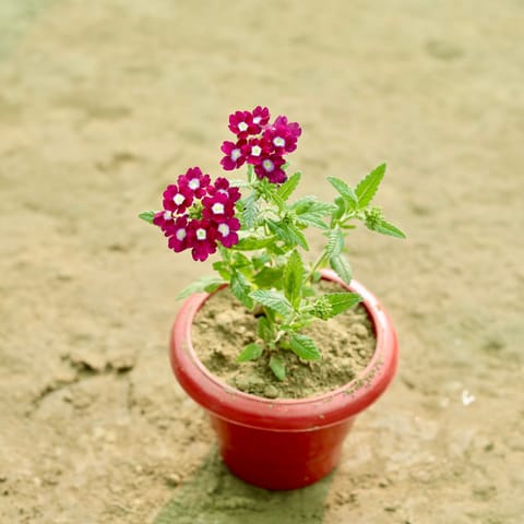 Verbena (Any Colour) in 8 Inch Terracotta Red Classy Plastic Pot