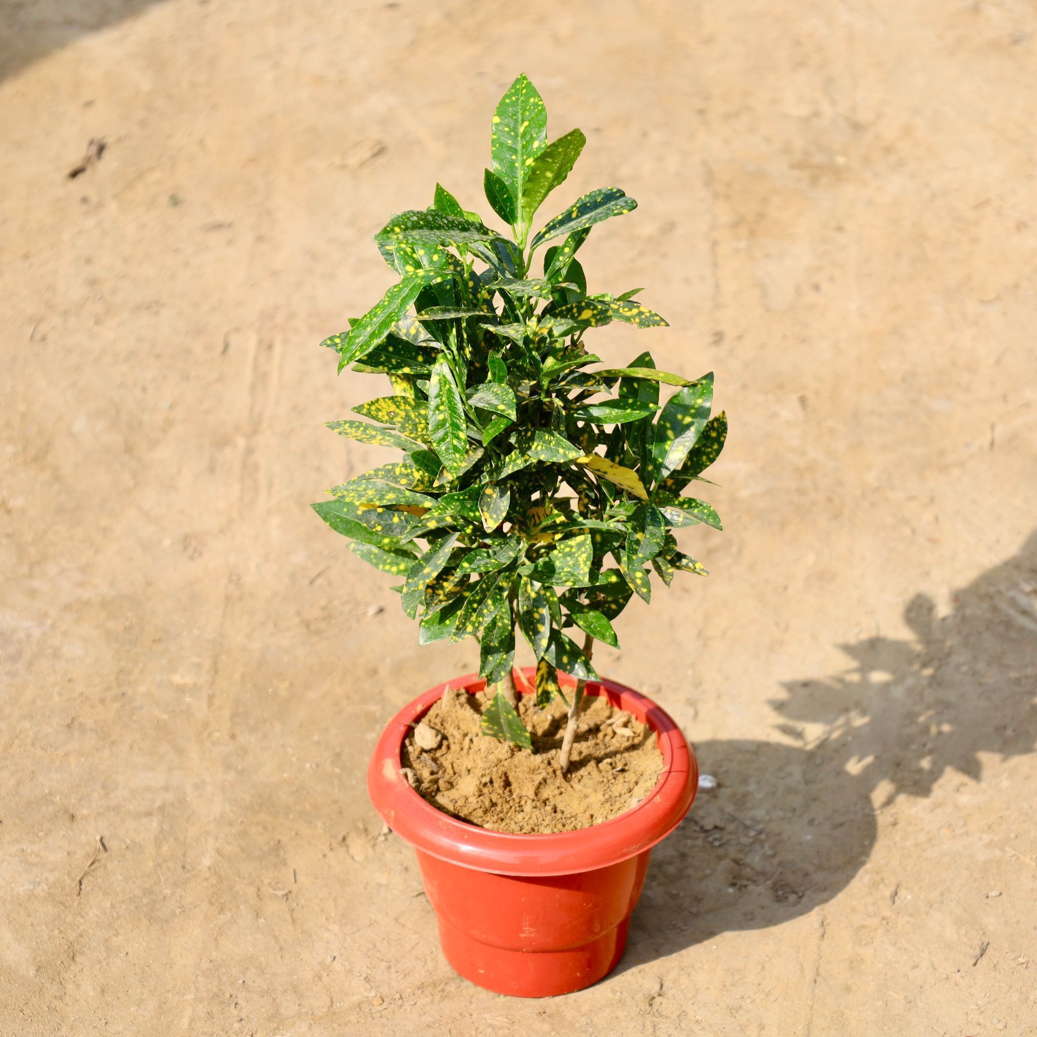 Baby Croton in 8 Inch Terracotta Red Classy Plastic Pot