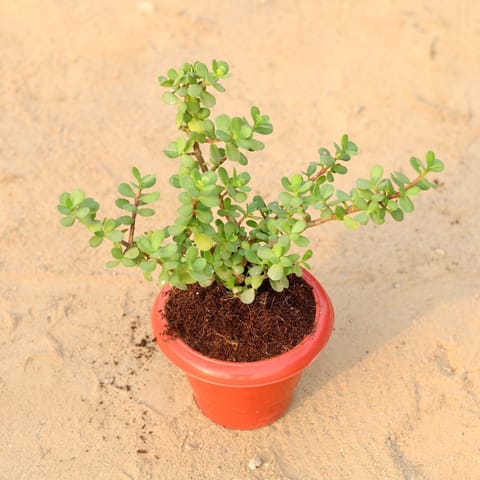 Jade Plant in 10 Inch Terracotta Red Classy Plastic Pot