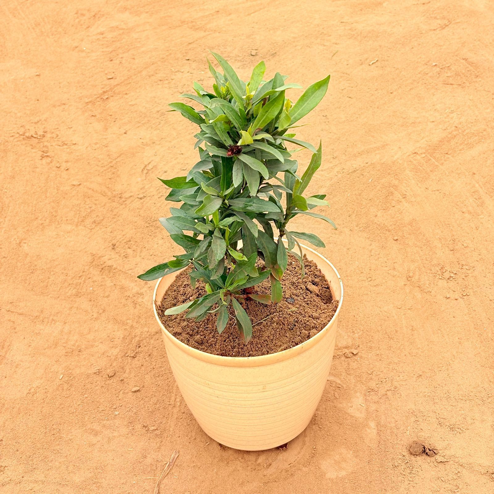 Gardenia / Gandhraj (Any Colour) in 08 Inch Beige Premium Milo Round Plastic Pot