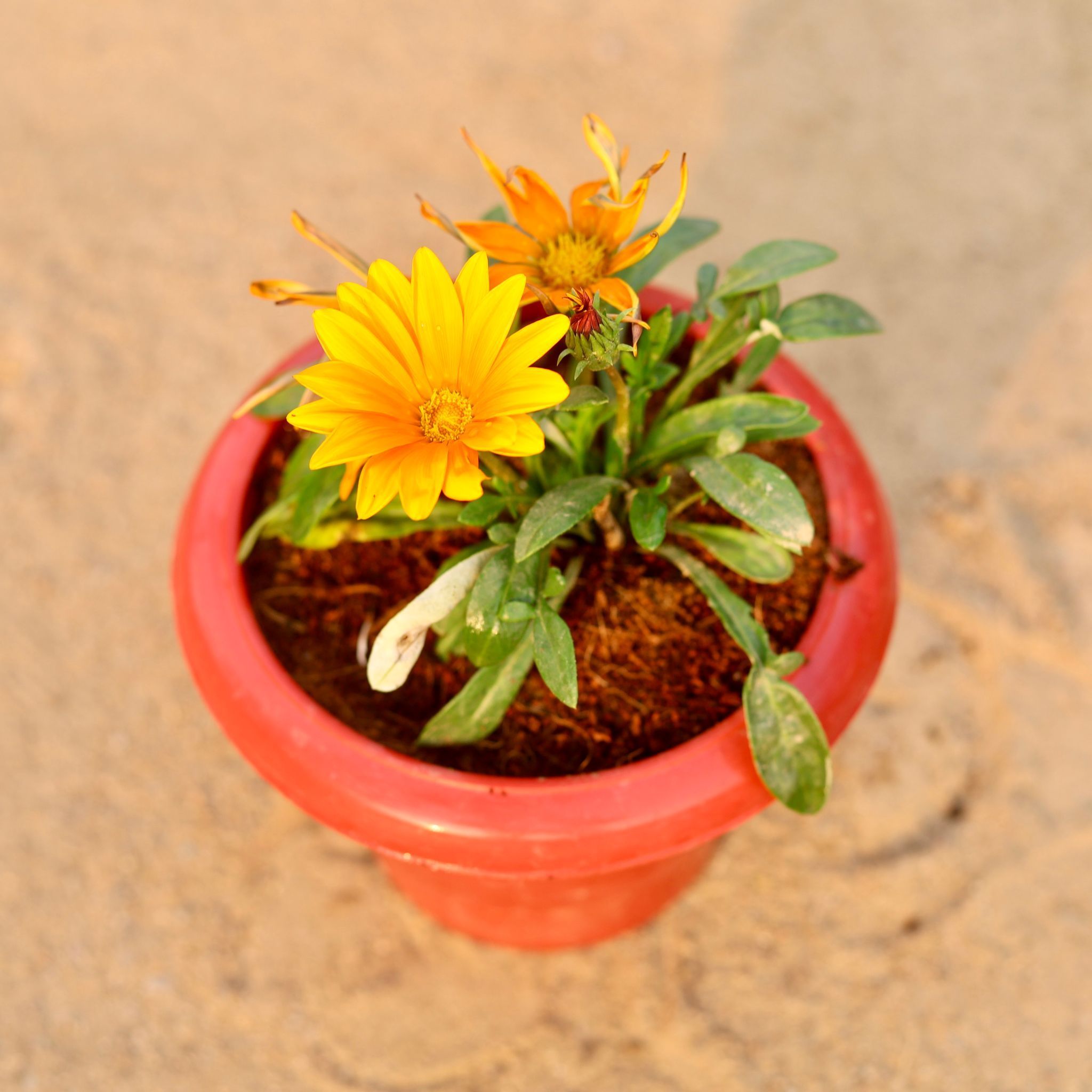 Gazania (any colour) in 8 Inch Terracotta Red Classy Plastic Pot