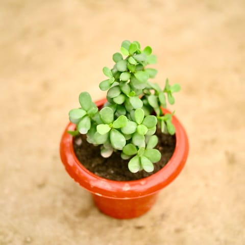 Jade Plant in 8 Inch Live Plant Terracotta Red Classy Plastic Pot