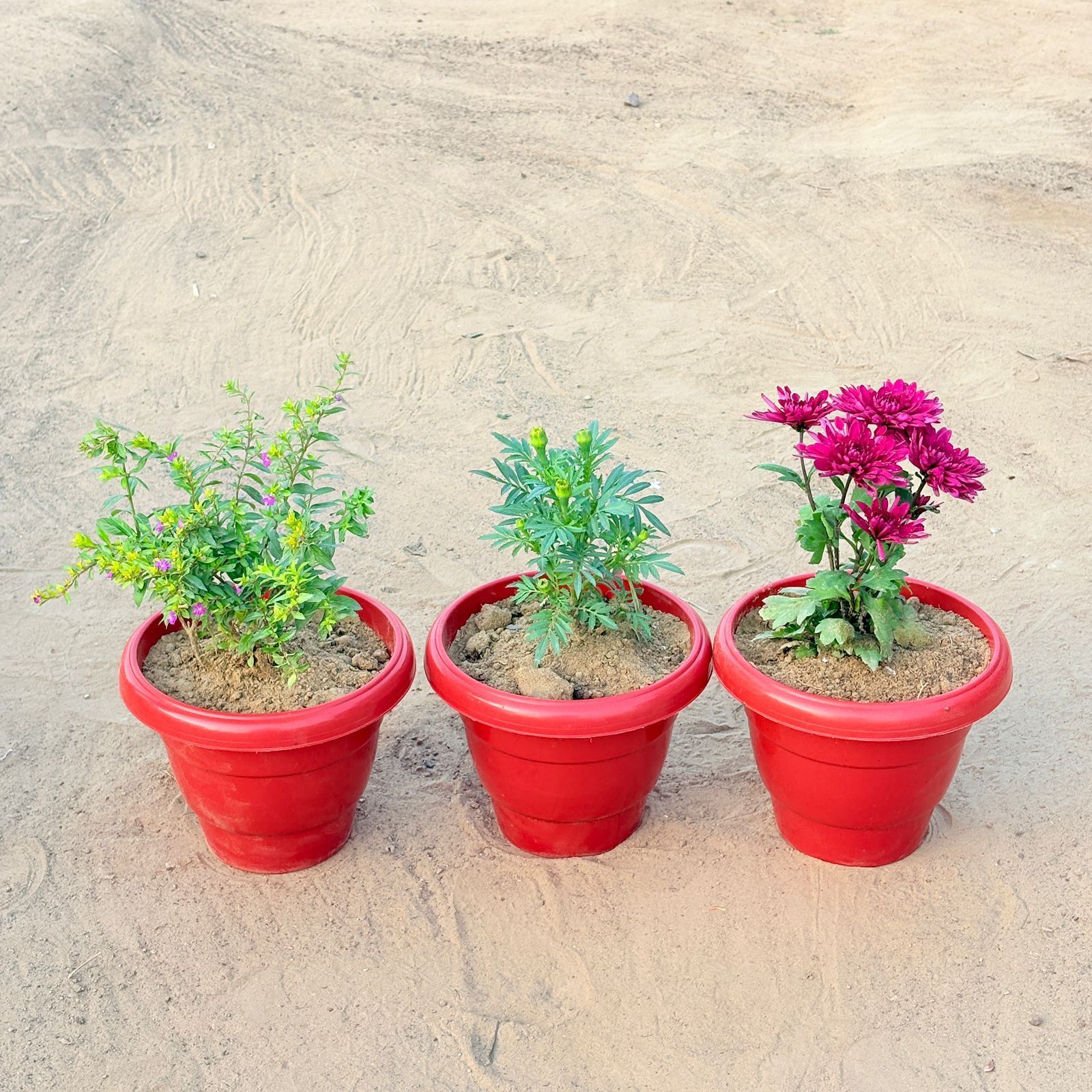 Set of 3 - Cuphea / False Heather Pink, Marigold (any colour) & Chrysanthemum / Guldawari (any colour) in 8 Inch Terracotta Red Classy Plastic Pot