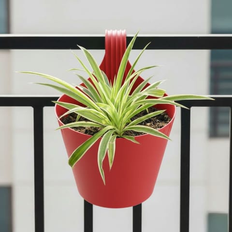 Spider Plant in 8 Inch Red Single Hook Hanging Plastic Pot