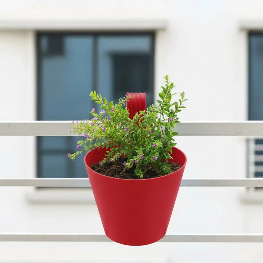 Cuphea / False Heather Pink in 8 Inch Red Single Hook Hanging Plastic Pot