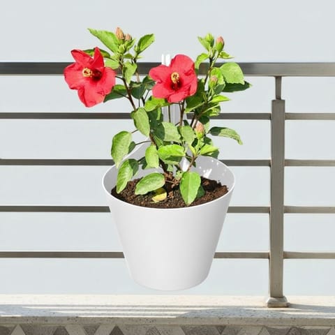 Hibiscus / Gudhal Dwarf (any colour) in 8 Inch White Single Hook Hanging Plastic Pot