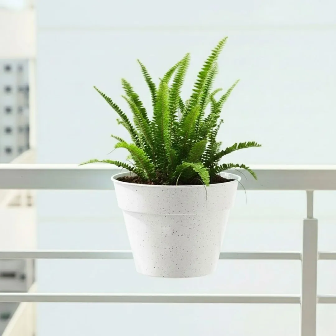 Fern Green in 8 Inch White Single Hook Hanging Plastic Pot