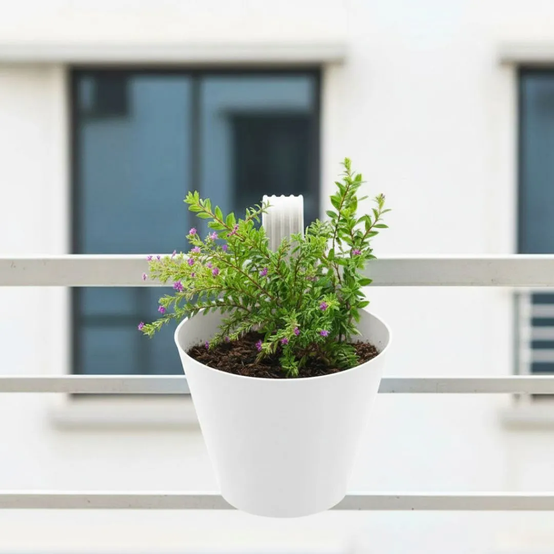 Cuphea / False Heather Pink in 8 Inch White Single Hook Hanging Plastic Pot