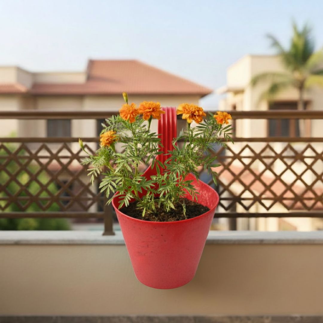 Marigold / Genda Orange in 8 Inch Red Single Hook Hanging Plastic Pot