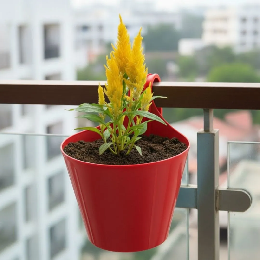 Celosia (any colour) in 8 Inch Red Single Hook Hanging Plastic Pot