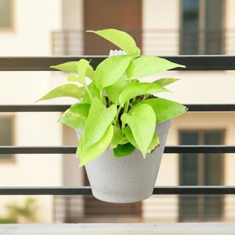 Money Plant Golden in 8 Inch White Single Hook Hanging Plastic Pot