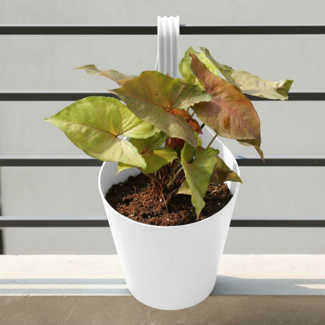 Syngonium Brown in 8 Inch White Single Hook Hanging Plastic Pot