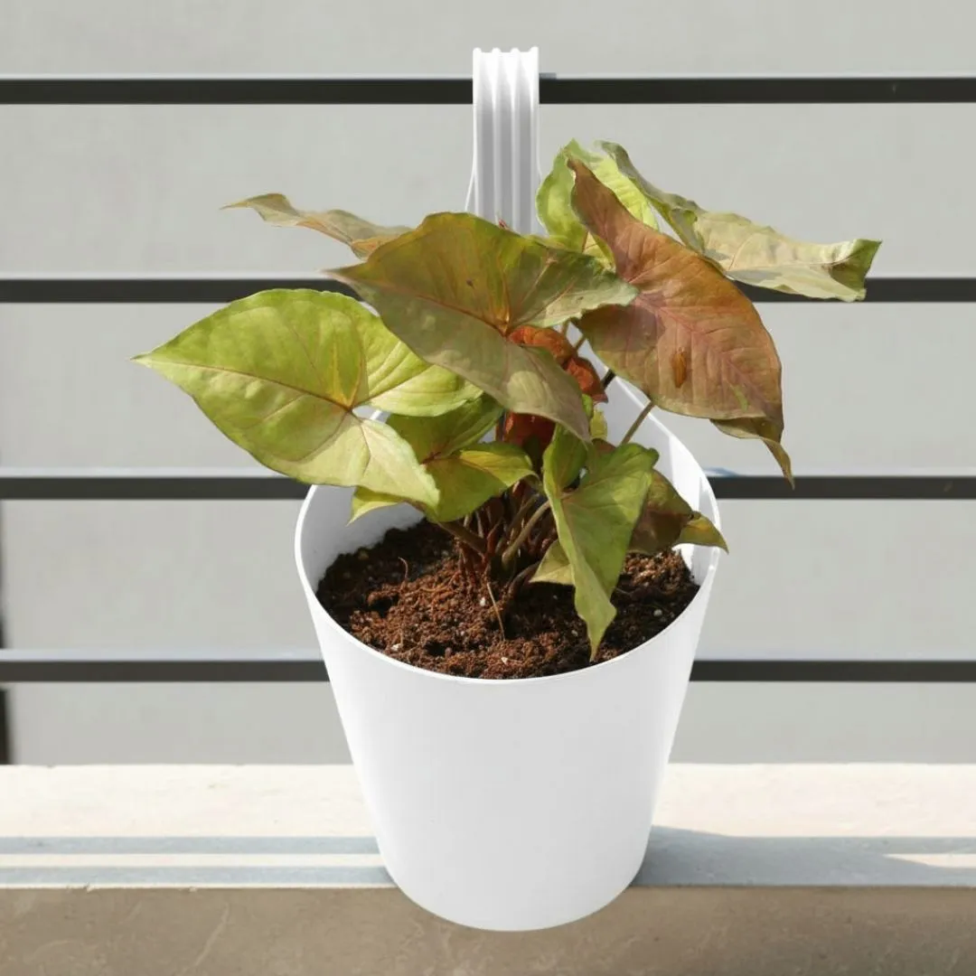 Syngonium Brown in 8 Inch White Single Hook Hanging Plastic Pot