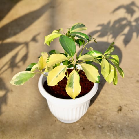 Schefflera Brassia in 8 Inch White Olive Plastic Pot