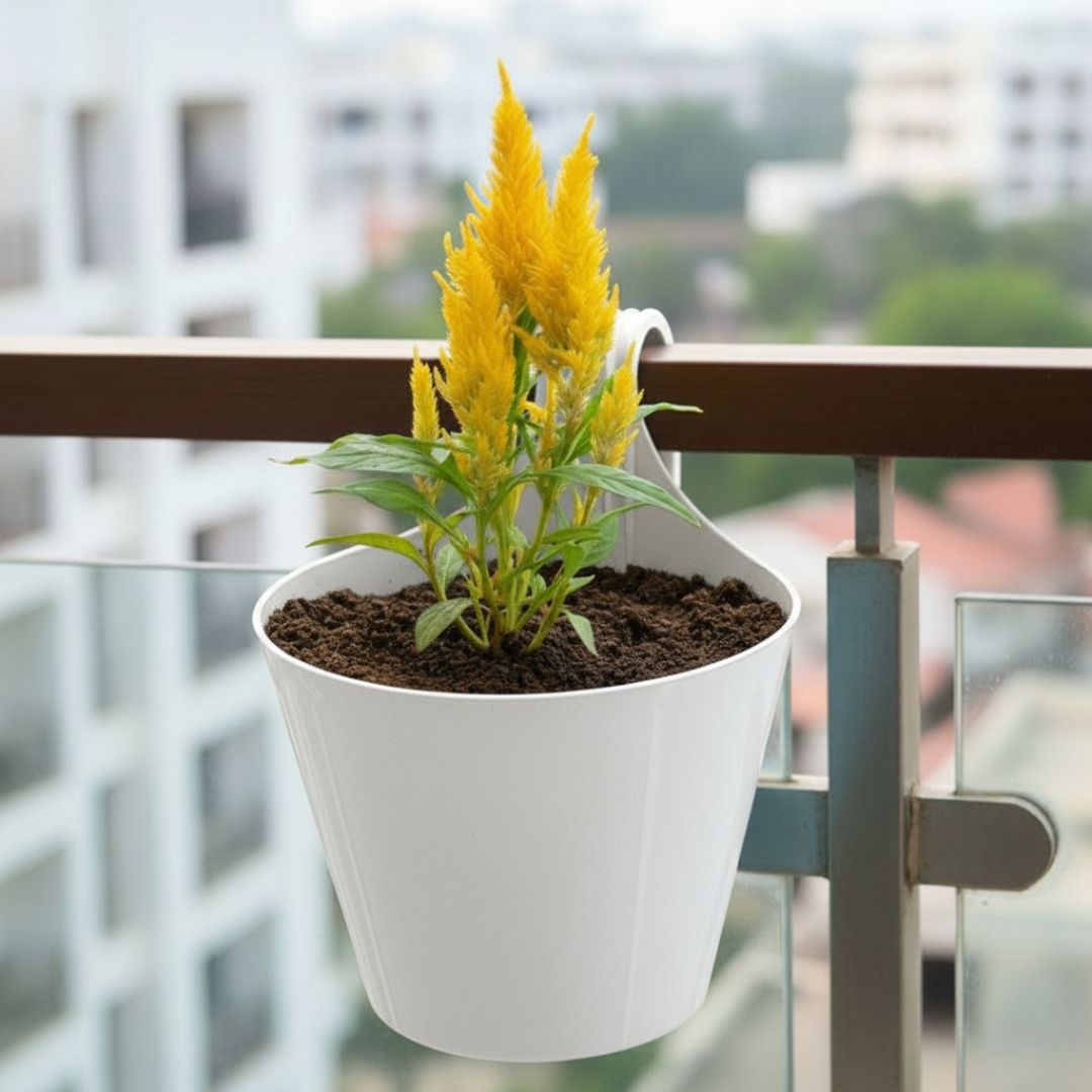 Celosia (any colour) in 8 Inch White Single Hook Hanging Plastic Pot