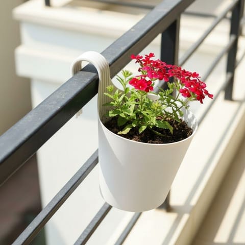 Verbena (Any Colour) in 8 Inch White Single Hook Hanging Plastic Pot