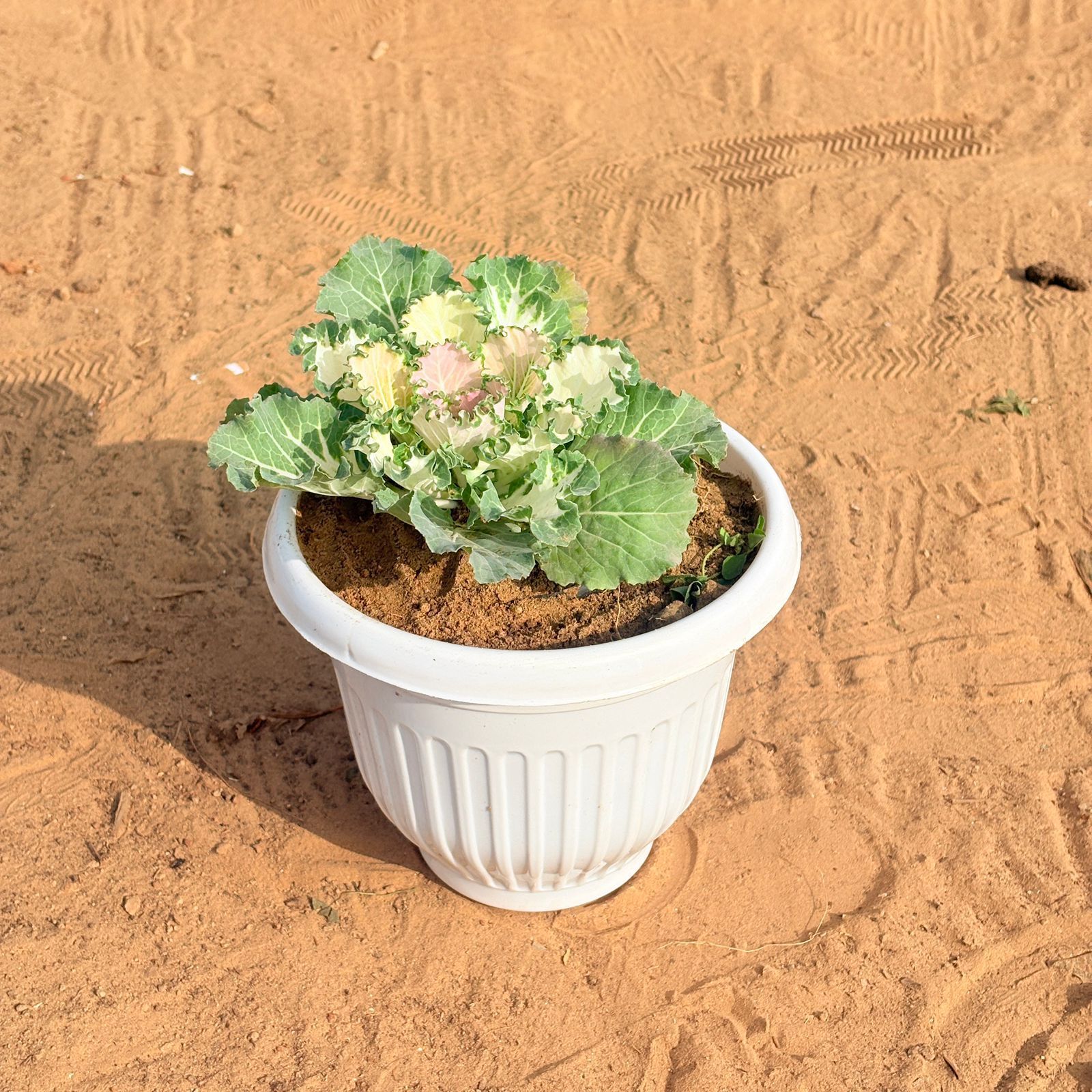 Kale Green in 8 Inch White Olive Plastic Pot