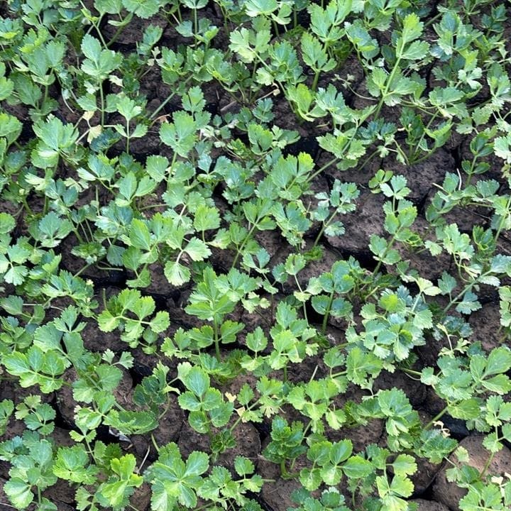 Set of 3 - Ranunculus / Buttercup (any colour) in 3 inch Nursery Bag