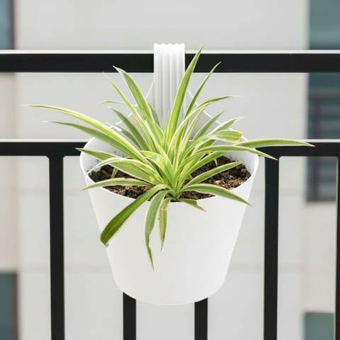Spider Plant in 8 Inch White Single Hook Hanging Plastic Pot